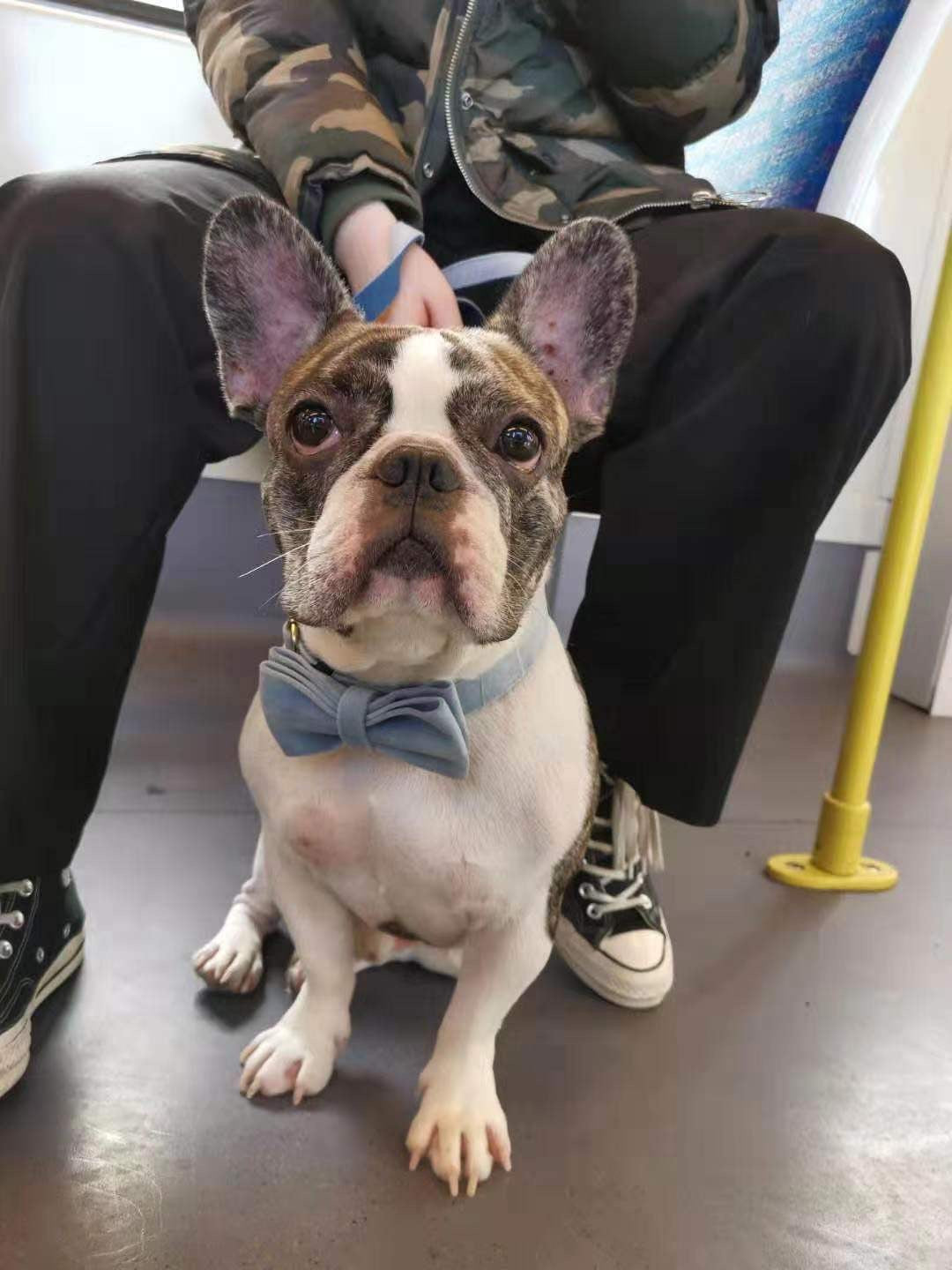 Sky Blue Velour Collar Leash Bowtie