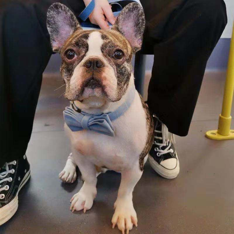 Sky Blue Velour Collar Leash Bowtie