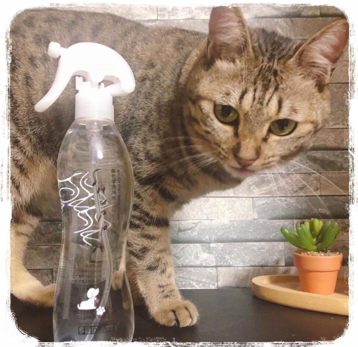 PetLab 尿渍和异味去除剂 1L
