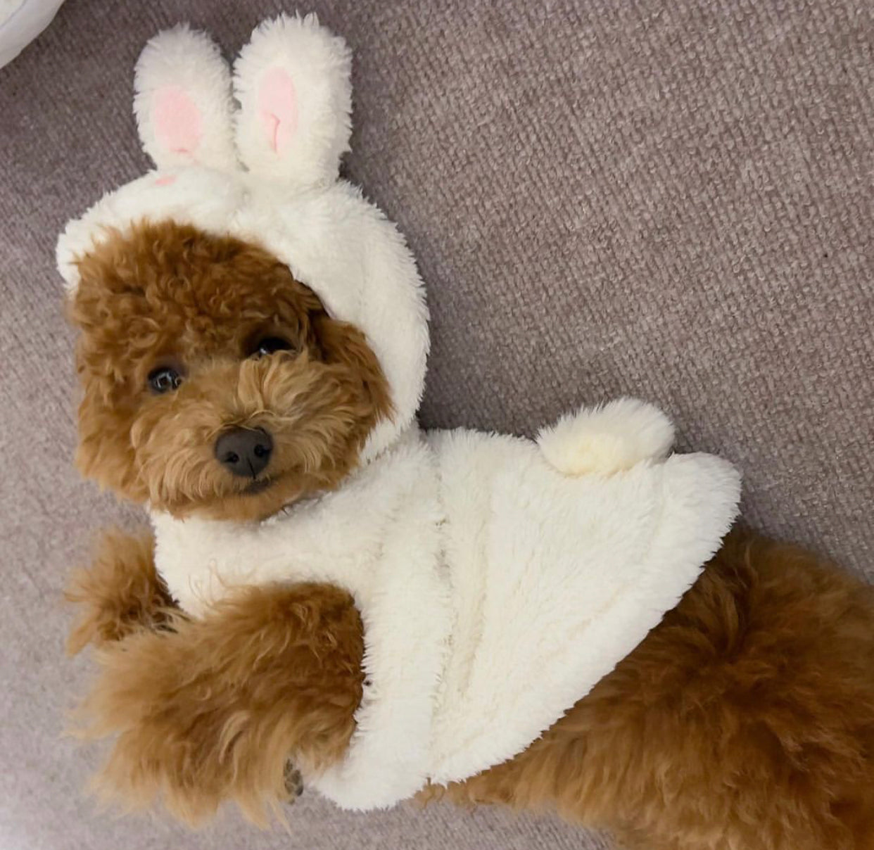 Rabbit Hoodie - Online Only