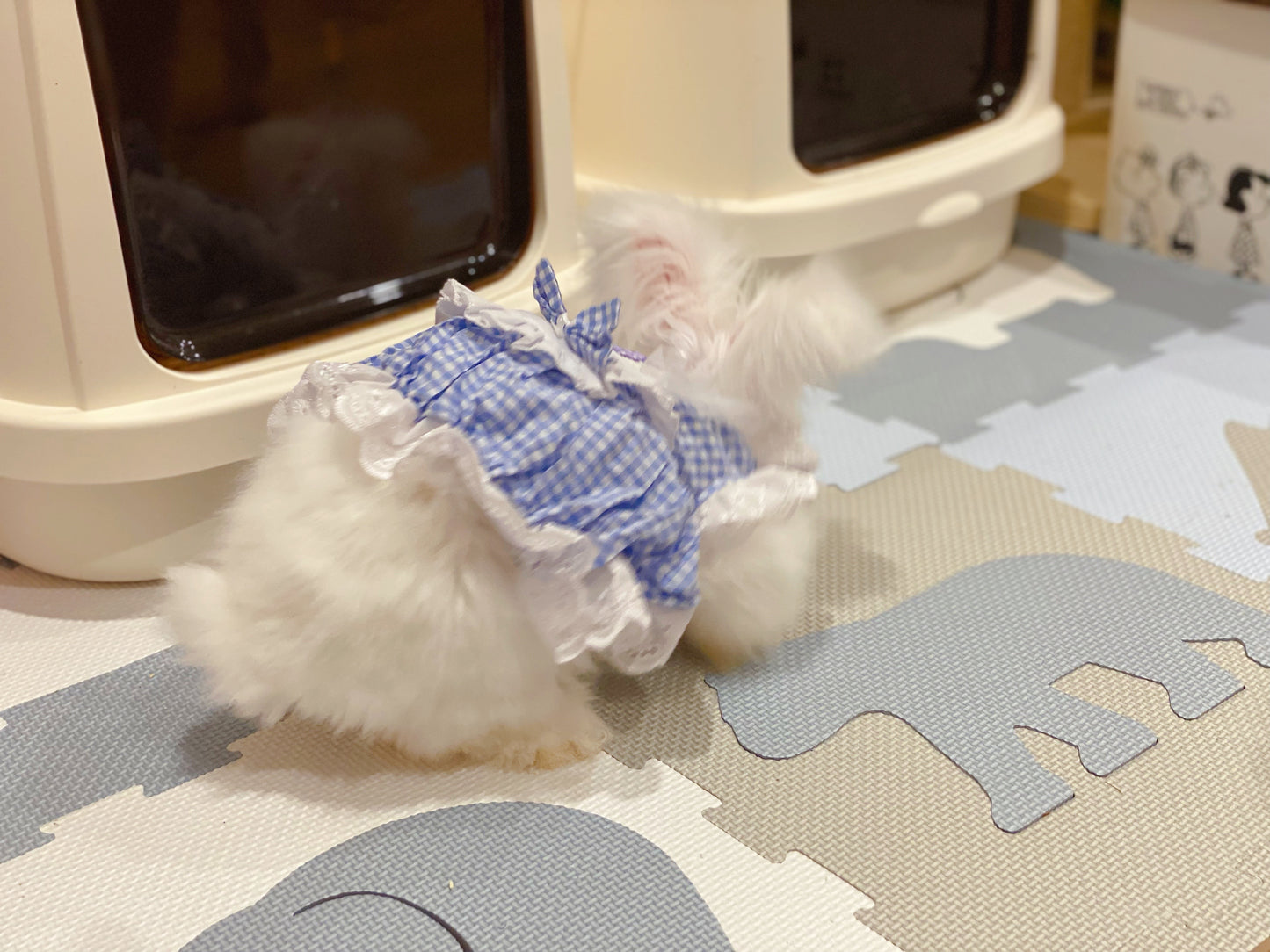 花园之舞——紫色