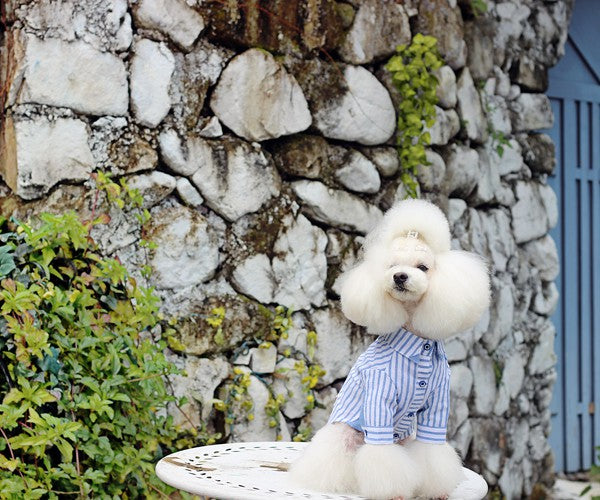 Blue Stripes Shirt Online Only