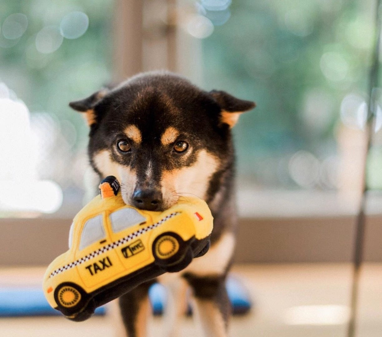 Canine Commute