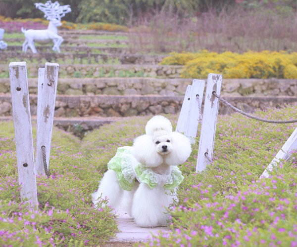 花园之舞——绿色