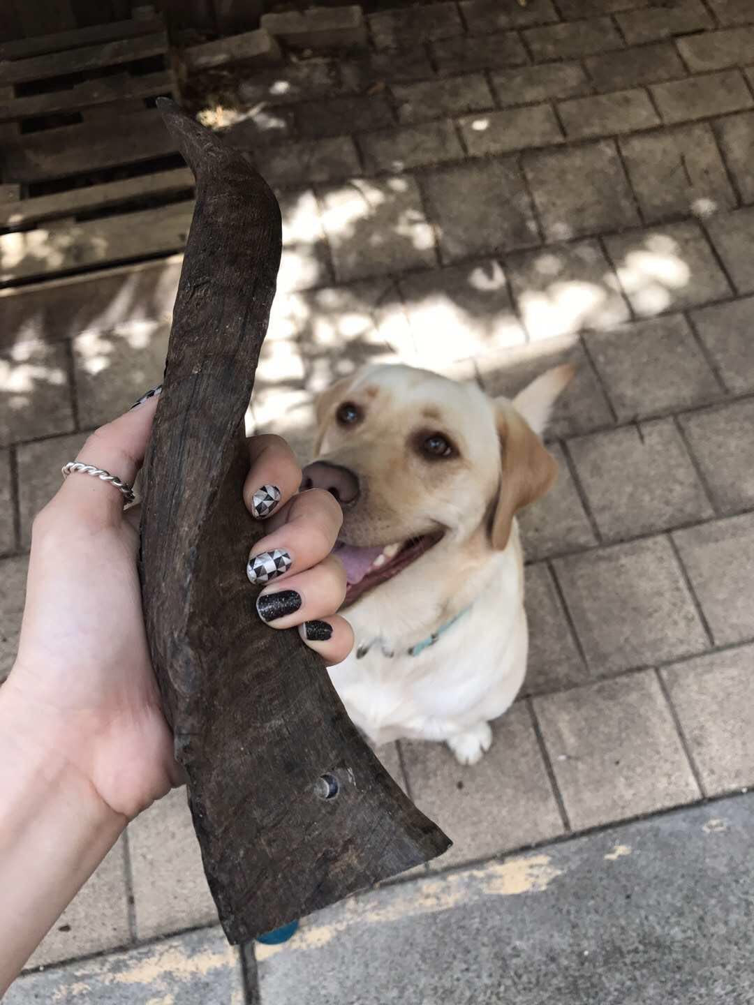 Goat Horns