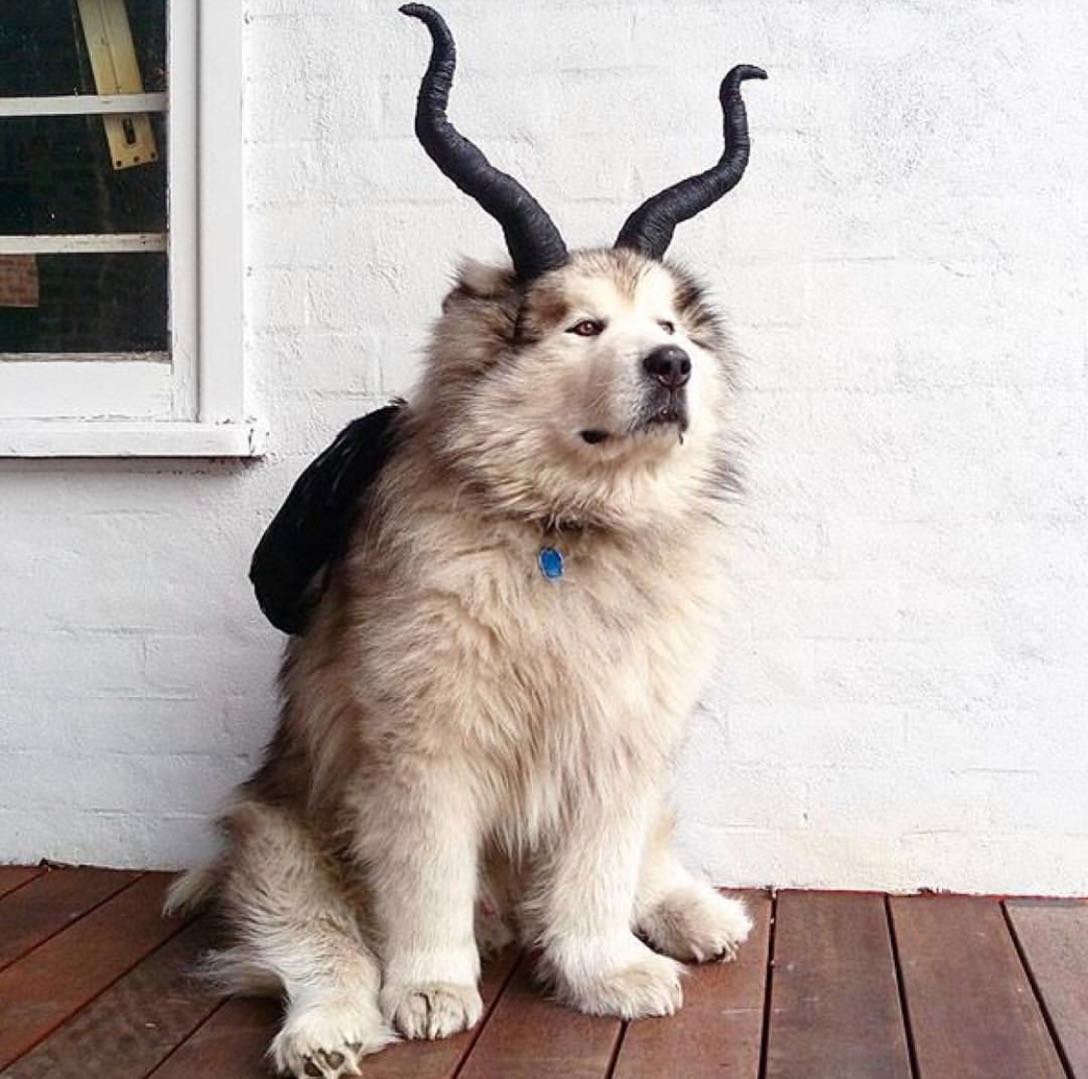Goat Horns