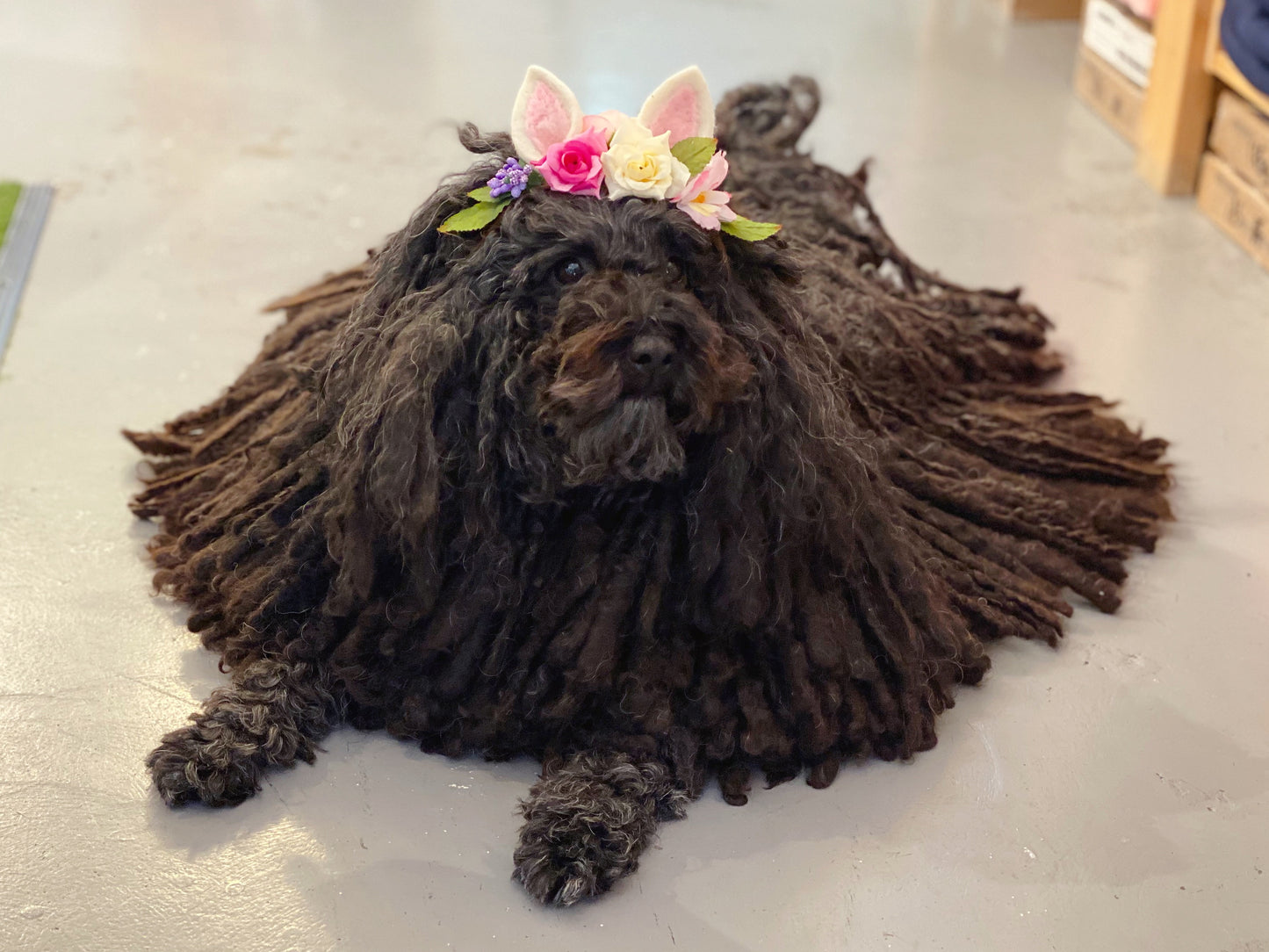 马卡龙领