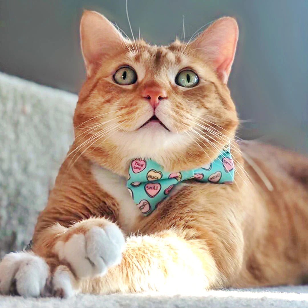 Conversation Hearts - Mint" - Candy Heart Cat Collar Bowtie