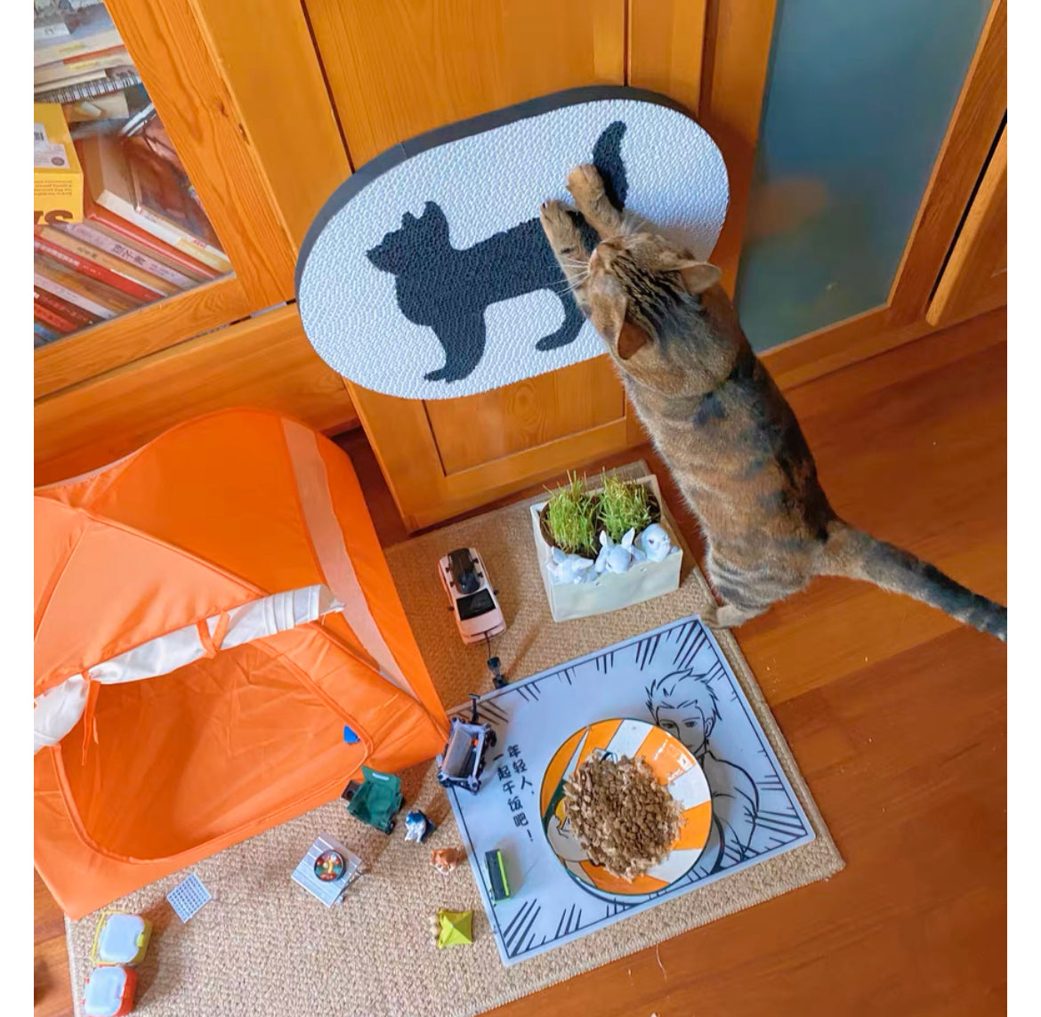 猫抓宫