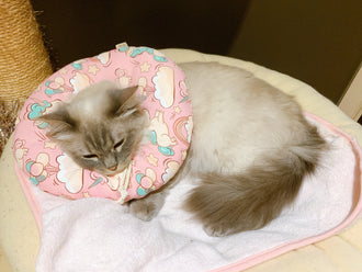 Neck Cushion