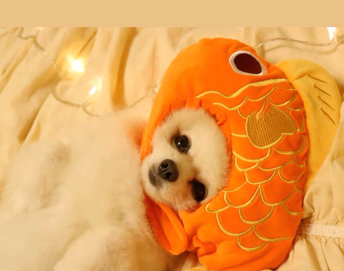 日本头巾