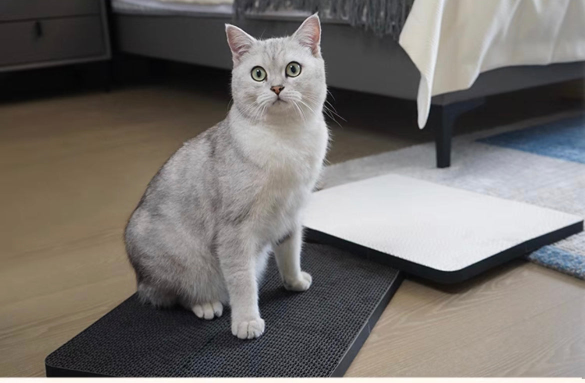 猫抓宫