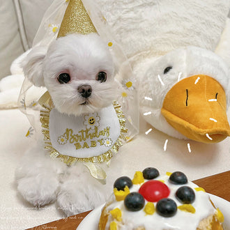 Golden Daisy Birthday Bandana