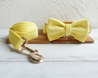 Yellow Velvet Collar Leash Bowtie