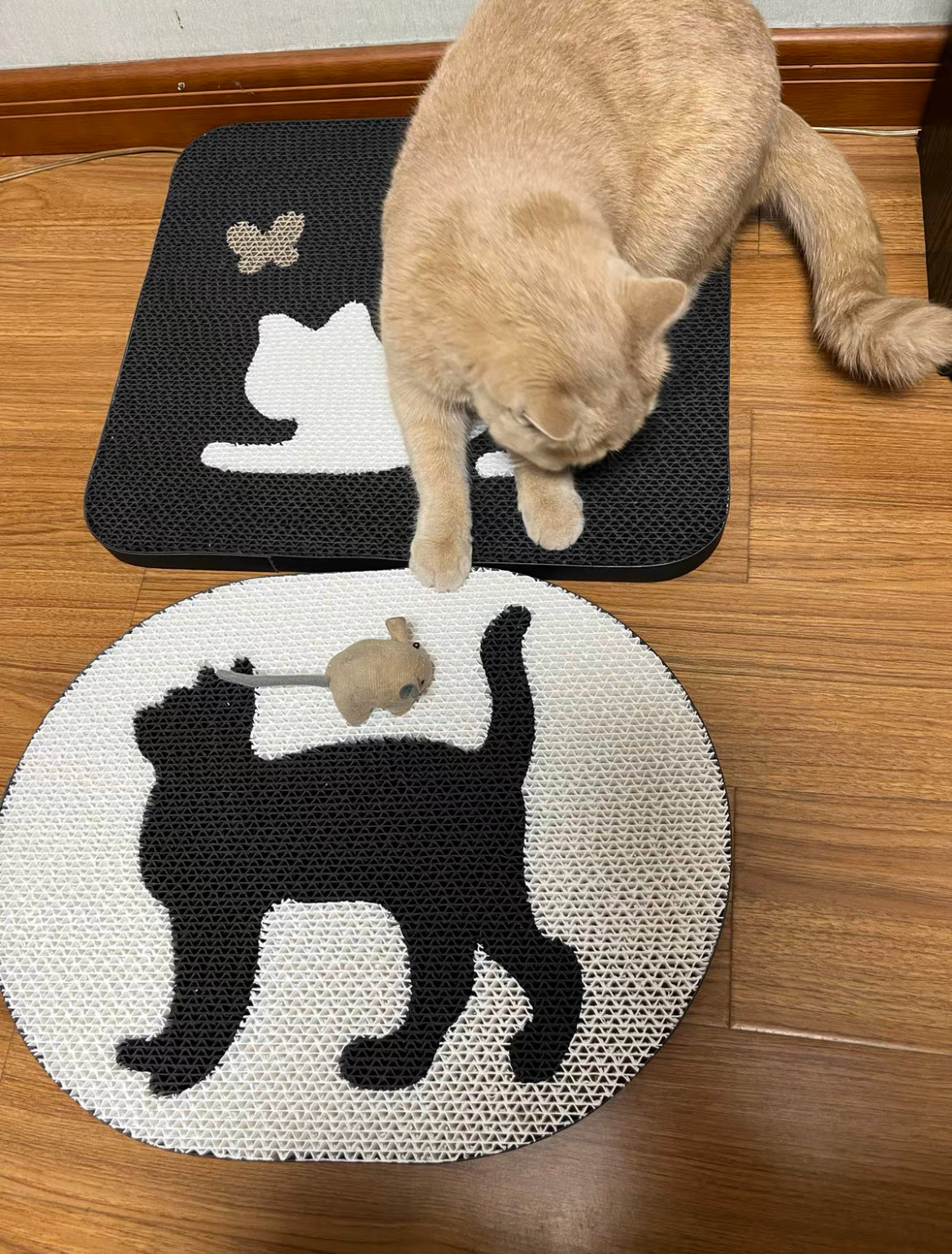 猫抓宫