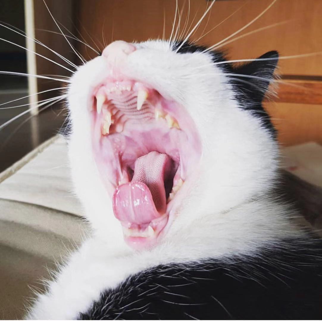 狗和猫牙刷软毛
