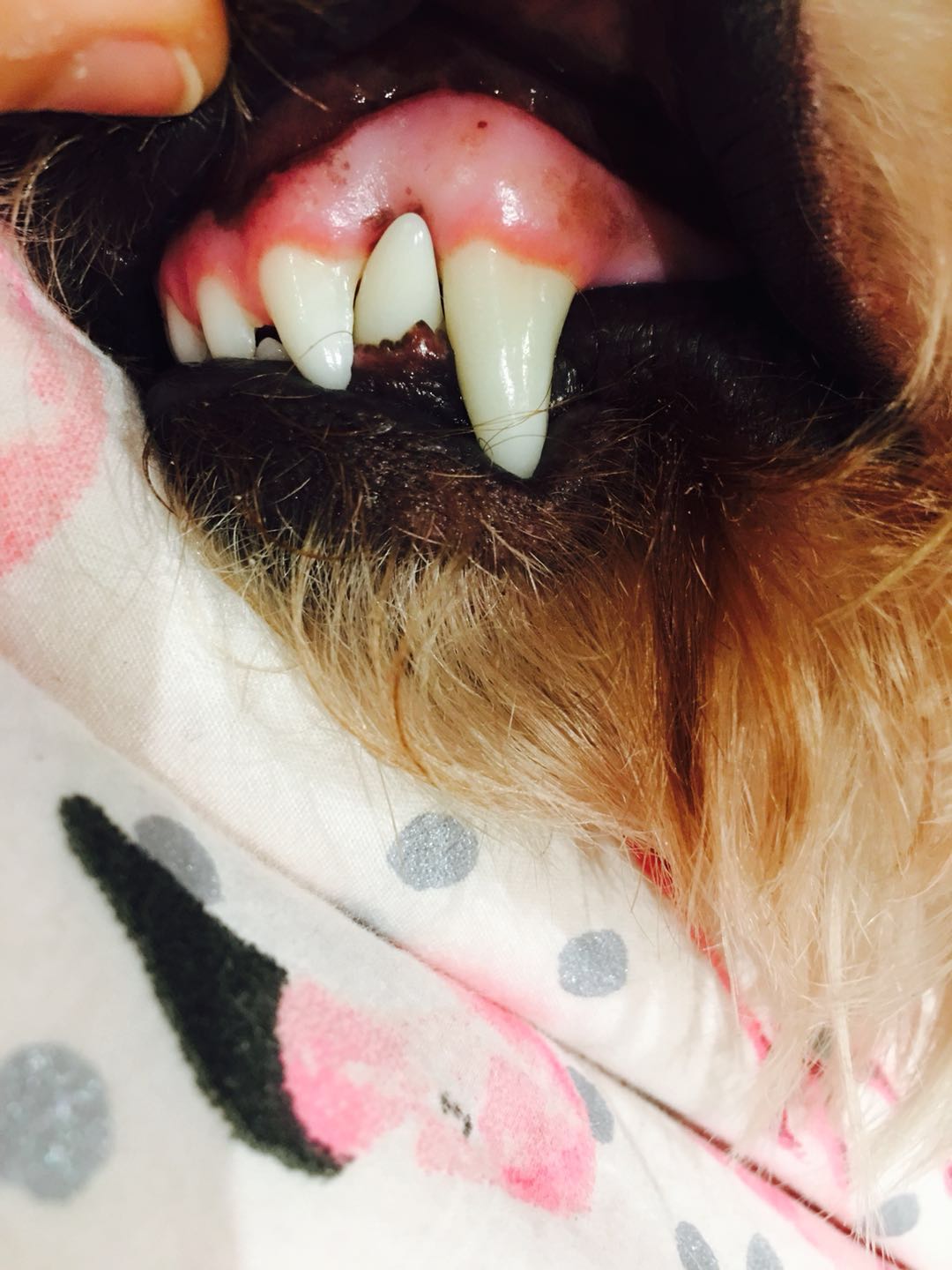 Dentipet 牙膏 70g