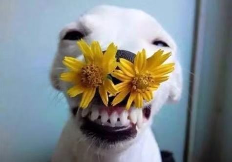 中/大型犬牙刷
