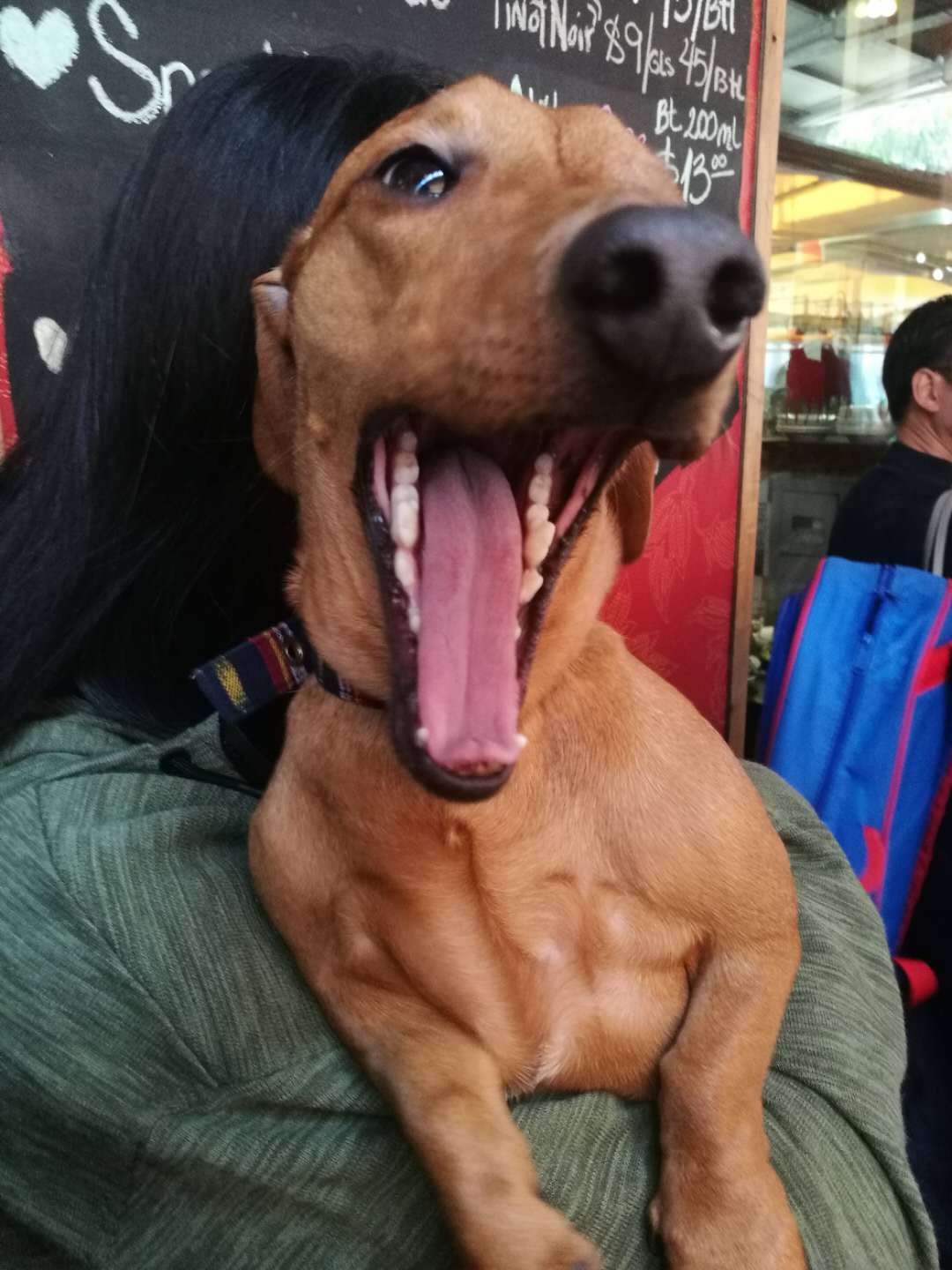 狗和猫牙刷软毛