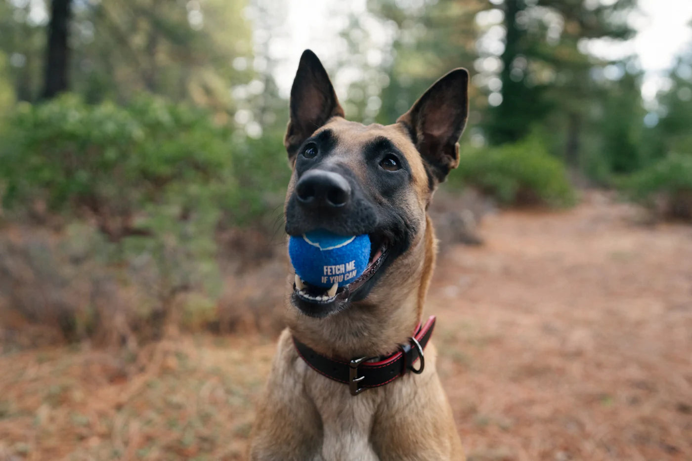 Dog Tennis Ball (4 pcs pack) | Toy