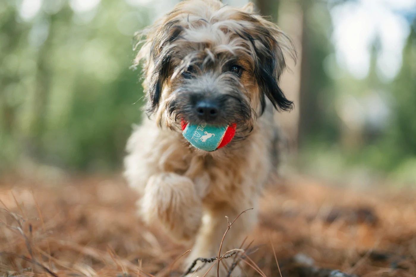 Dog Tennis Ball (4 pcs pack) | Toy