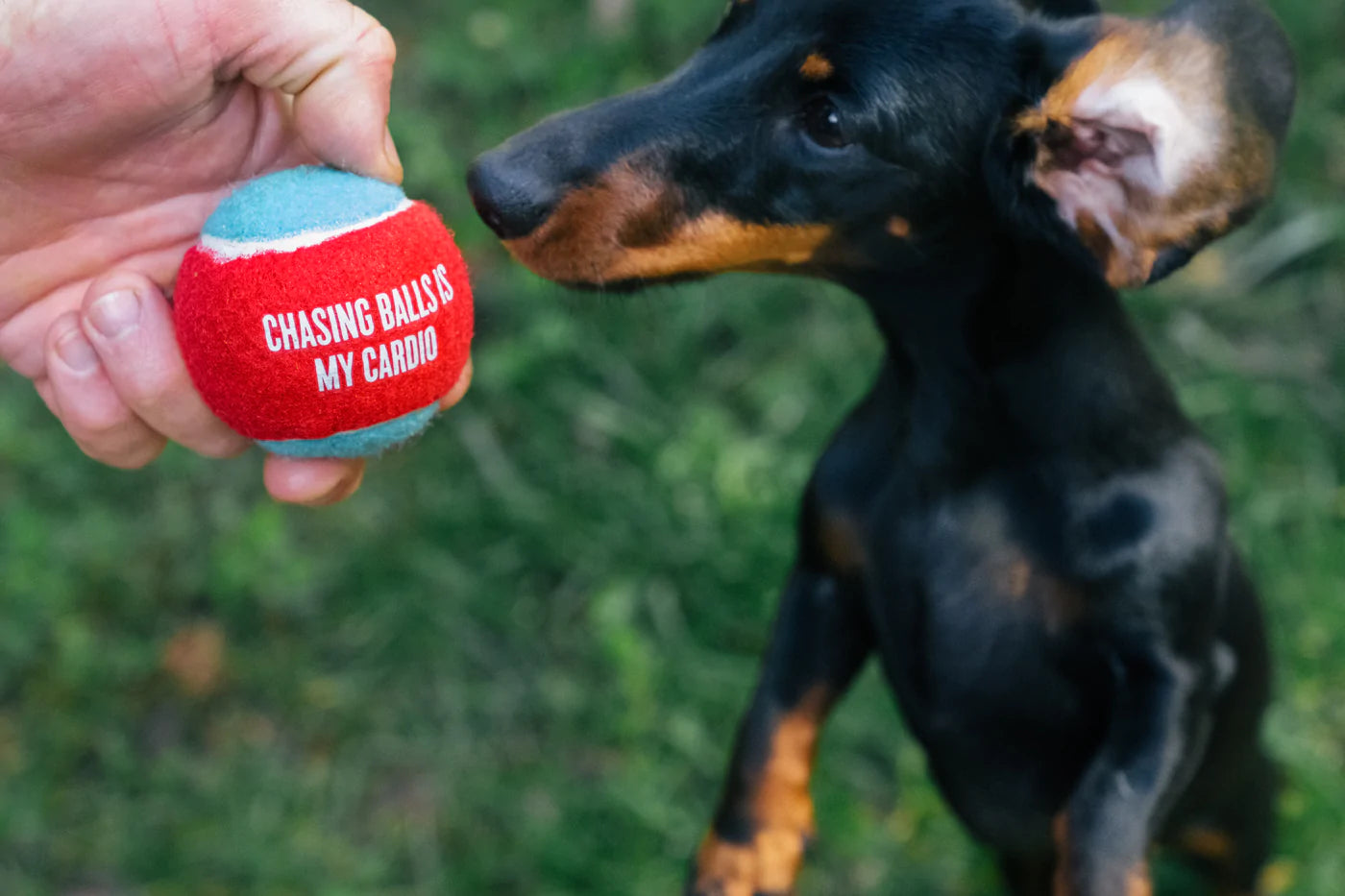 Dog Tennis Ball (4 pcs pack) | Toy