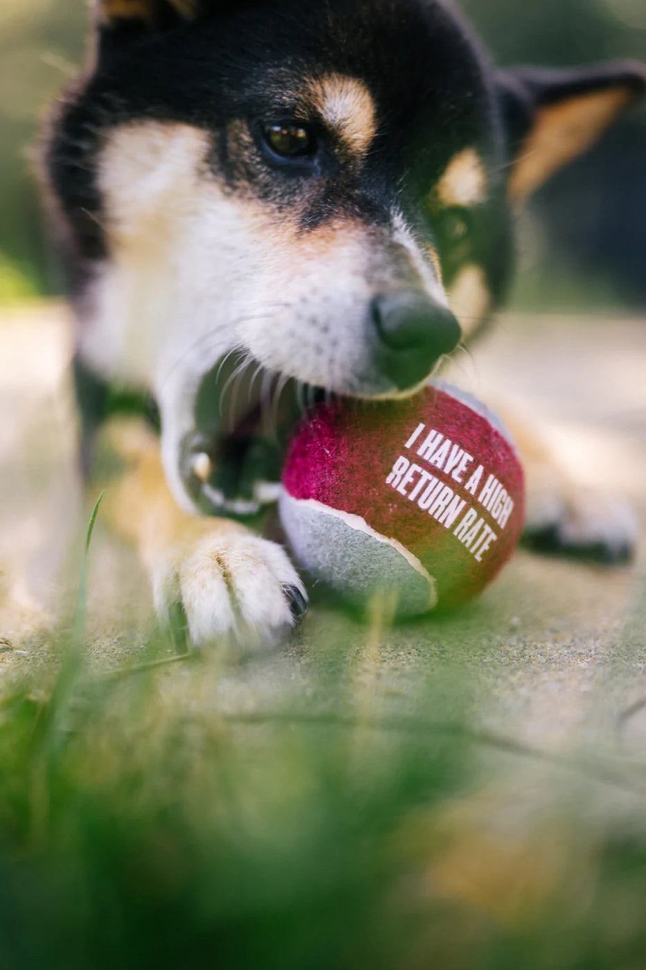 Dog Tennis Ball (4 pcs pack) | Toy