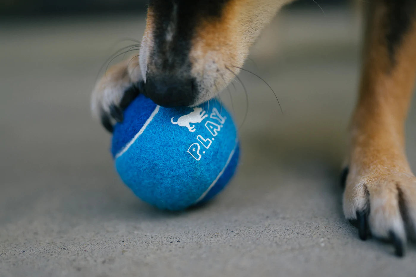 Dog Tennis Ball (4 pcs pack) | Toy