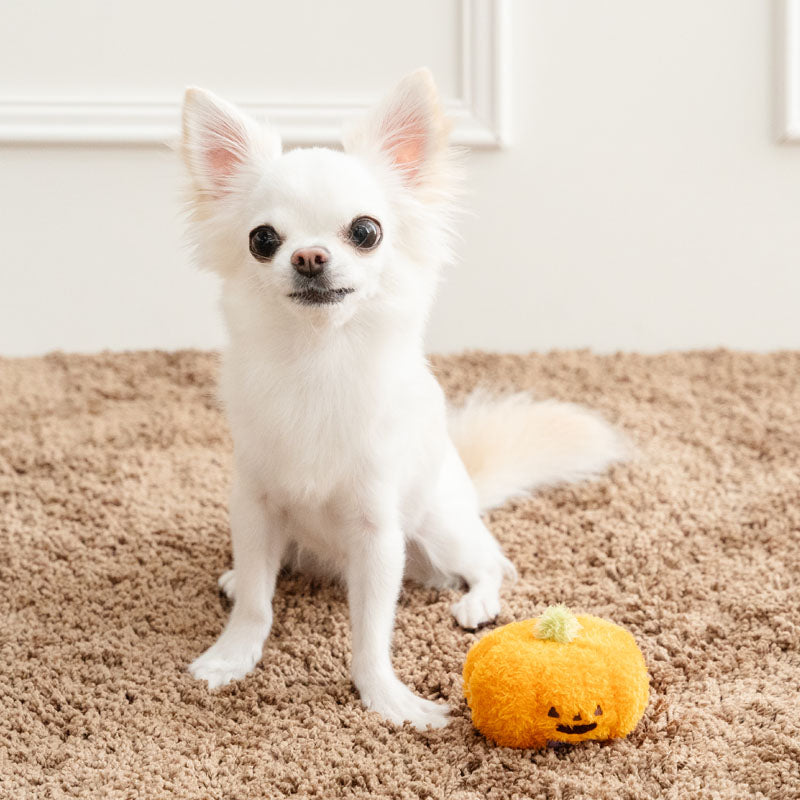 Pet Paradise Halloween Pumpkin Squeaky Dog Toy – Orange