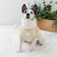 Snoopy dog clothes, spring, open-arm sweatshirt, easy to put on, for small dogs, beige | Autumn/winter, harness and lead hole, layered, wind, going out, going for a walk