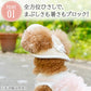 Lace Frill Pet Cap for Dogs & Cats | Japanese Style