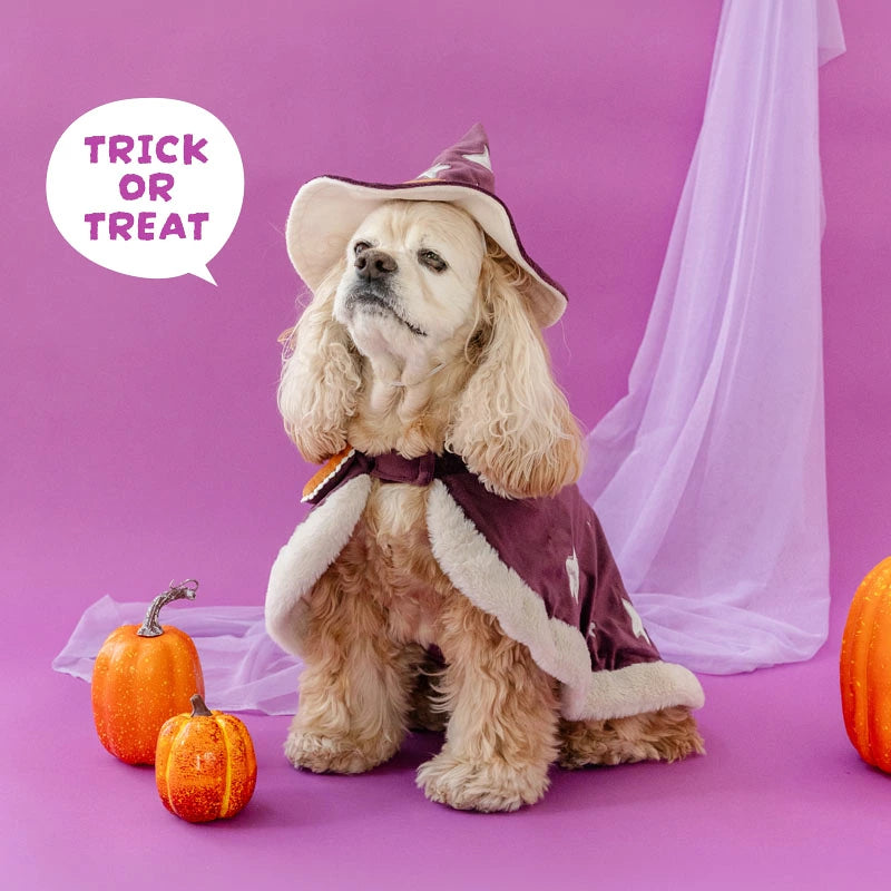 Halloween Wear Costume Purple with Hat | Witch, Wizard Cape
