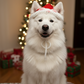 Handmade Christmas Hat for Cats & Dogs | Crochet Cotton