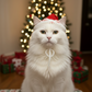 Handmade Christmas Hat for Cats & Dogs | Crochet Cotton