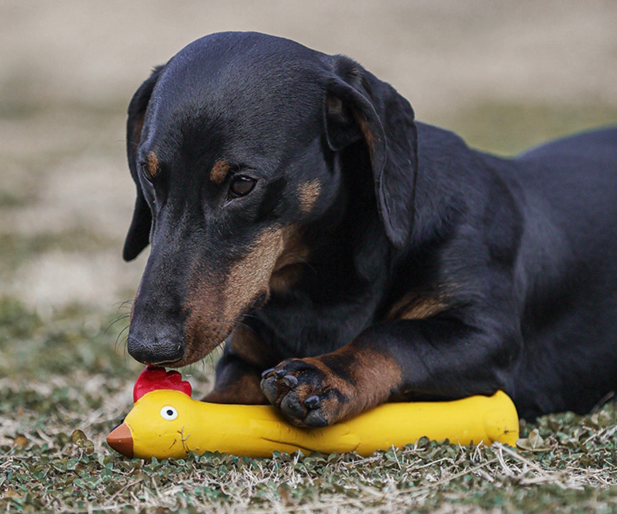 Squeaky Rubber Toys