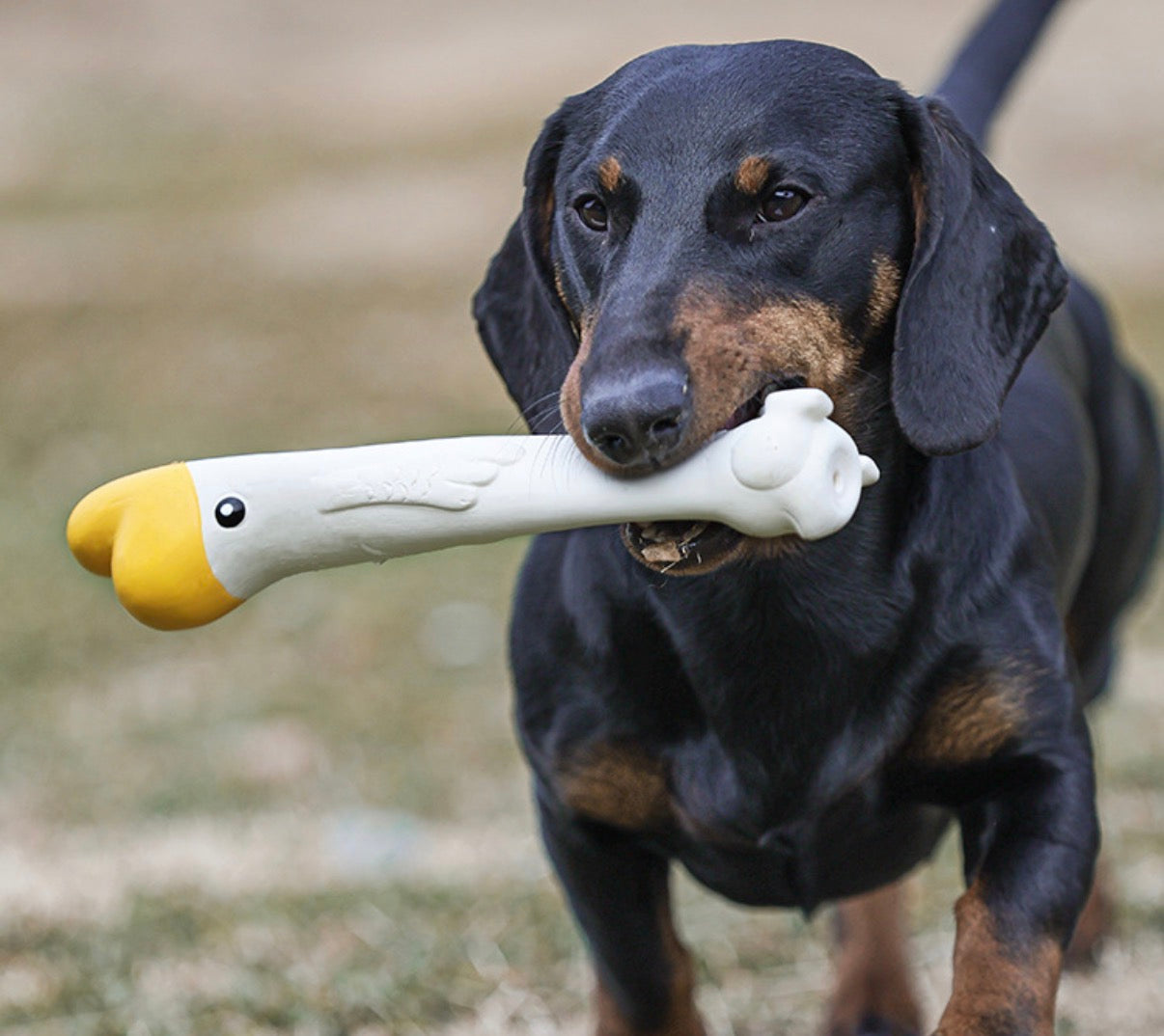Squeaky Rubber Toys