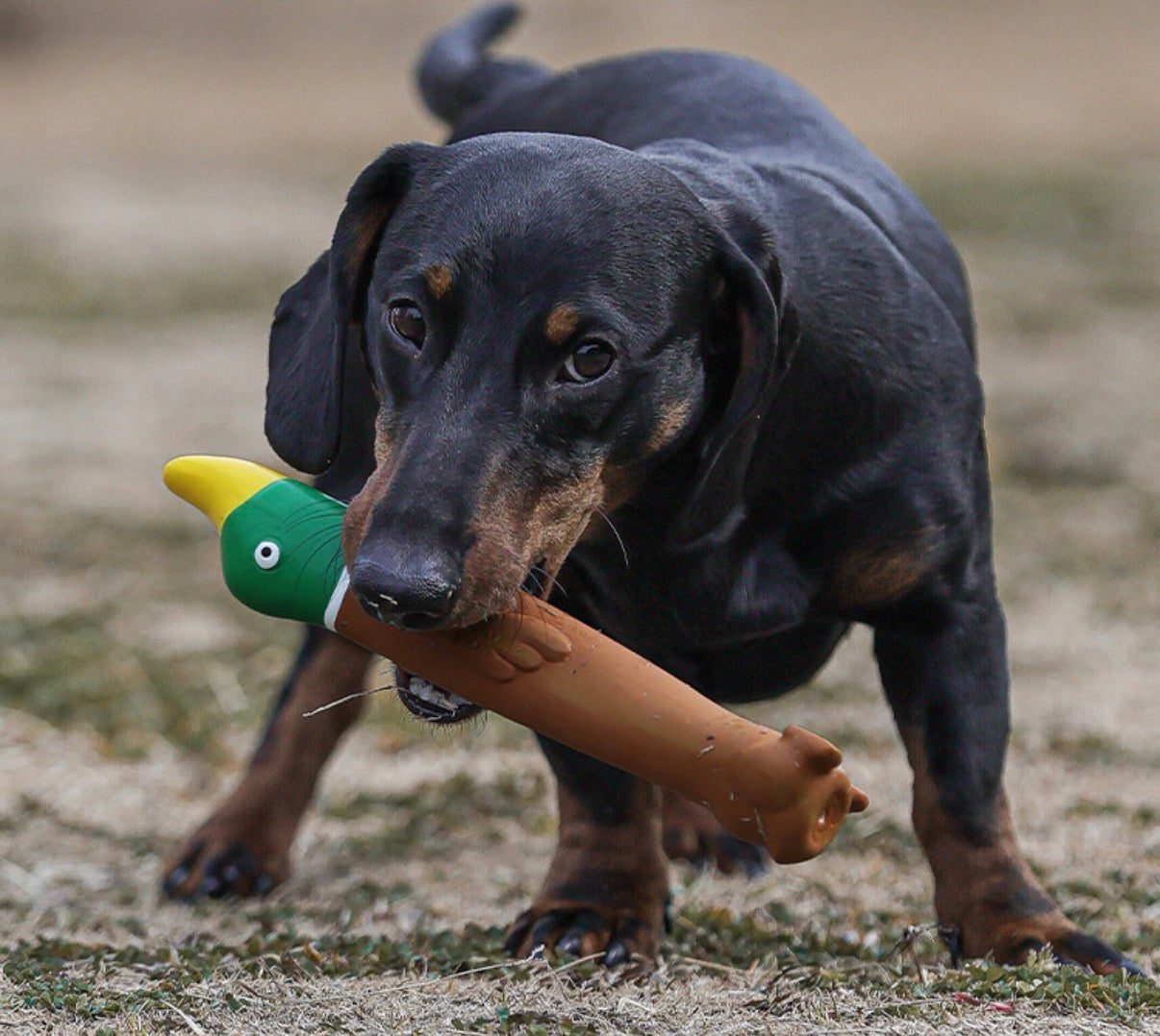 Squeaky Rubber Toys