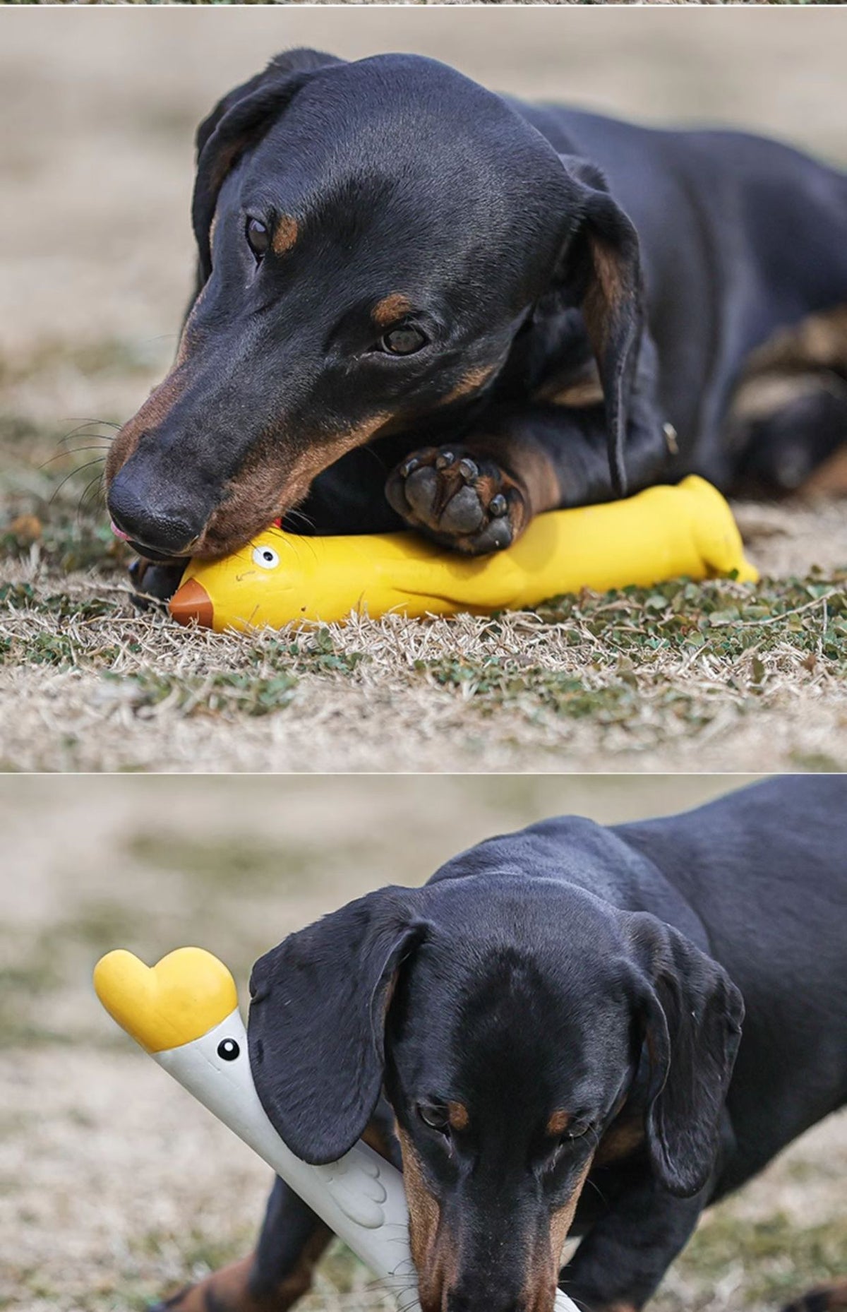 Squeaky Rubber Toys