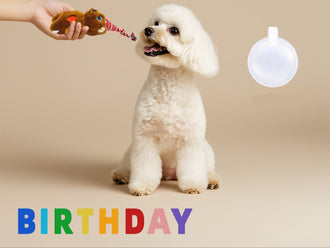 Birthday Toys and Packs