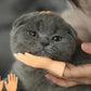 Cat Teaser Interactive Toy Mini Little Finger Gloves Funny Little Hand Model Massage Pet Supplies Small Finger Sui