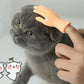 Cat Teaser Interactive Toy Mini Little Finger Gloves Funny Little Hand Model Massage Pet Supplies Small Finger Sui