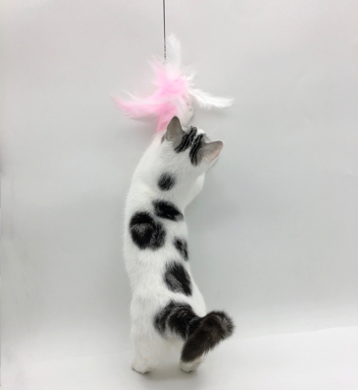 Cat Teaser Attachment - Feather