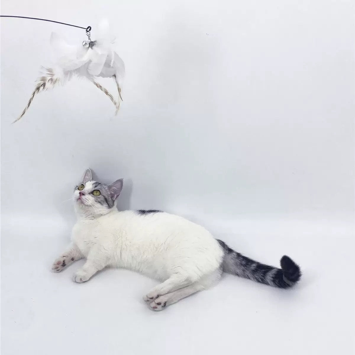 Cat Teaser Attachment - Feather