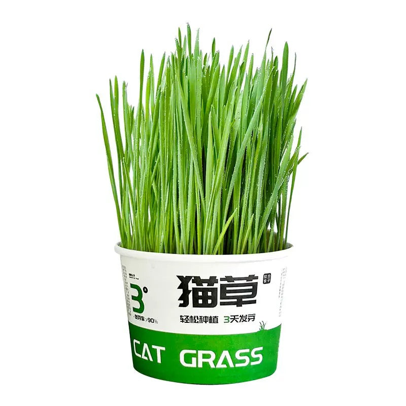Cat Grass Soilless Seeds