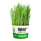 Cat Grass Soilless Seeds