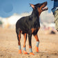 4PCS Dog Boots Paw Protector,Sports Non-Slip Pet Dog Anti-Slip Sole, Breathable Dog Booties Paw Protector for Hot Pavement Winter Snow Hiking Booties