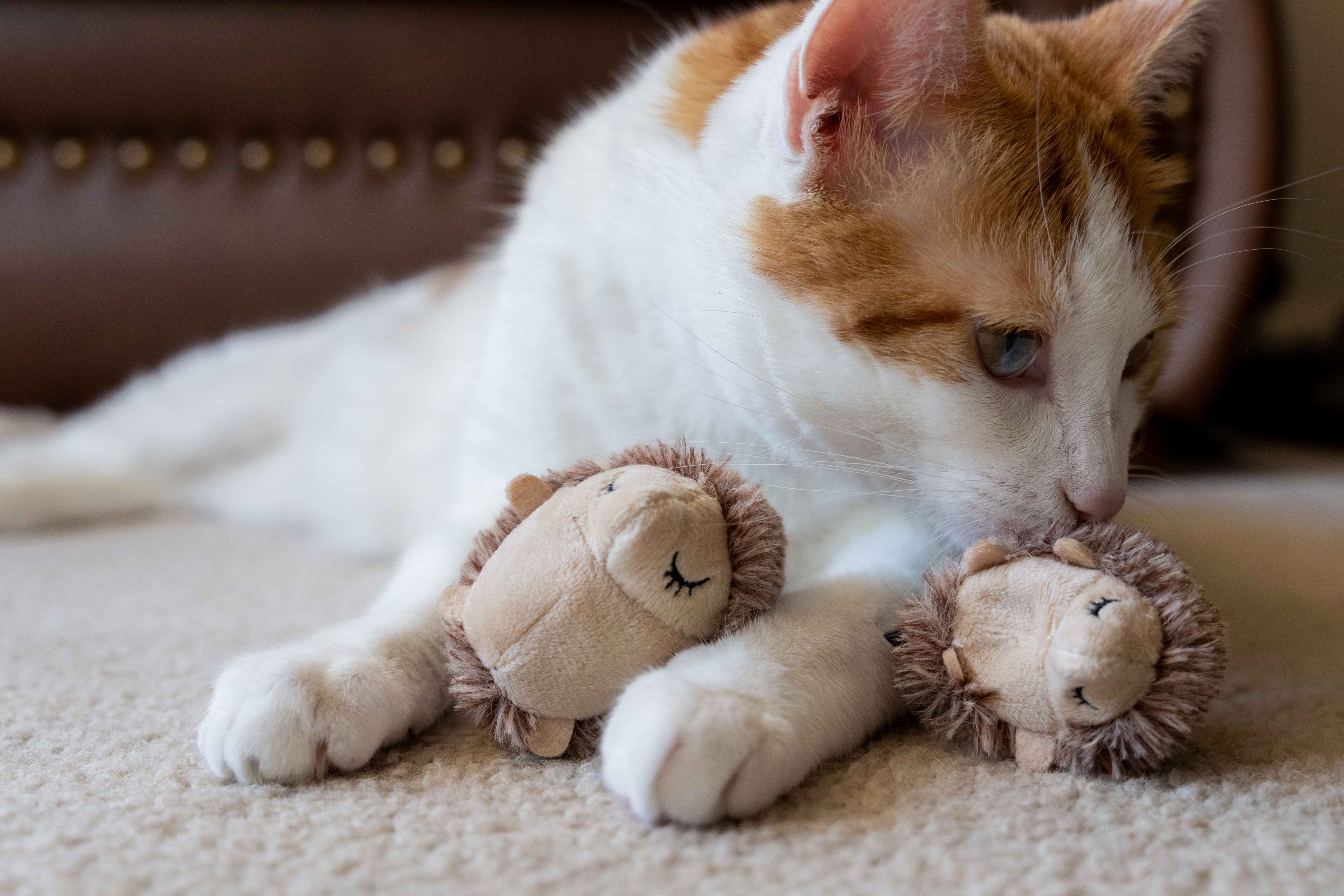 Feline Frenzy Mama and Chip Set
