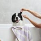Squeaky Pet Ear Wipes - 20 Pack