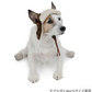 Dog clothes, winter, flight hat, boa, small and medium-sized dogs | Ranked #1, autumn and winter, warm, cute, cool, hat