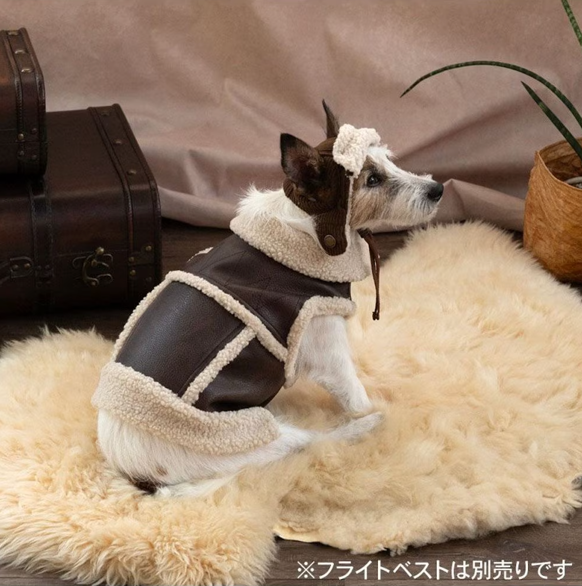 Dog clothes, winter, flight hat, boa, small and medium-sized dogs | Ranked #1, autumn and winter, warm, cute, cool, hat